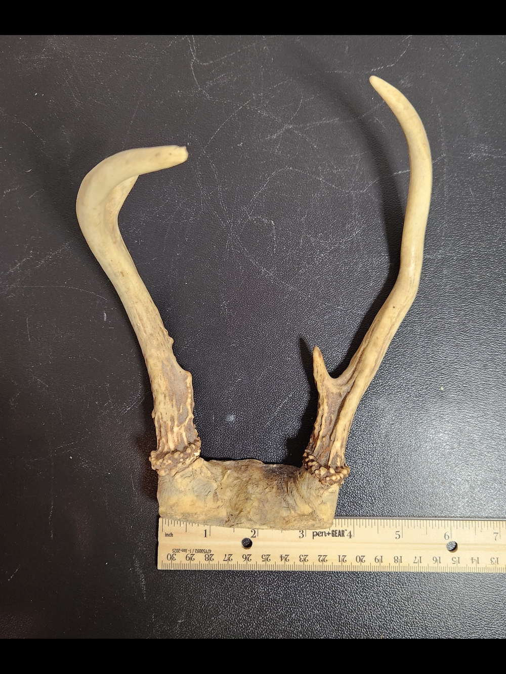 Natural Deer Antler Shed - Light Tan
